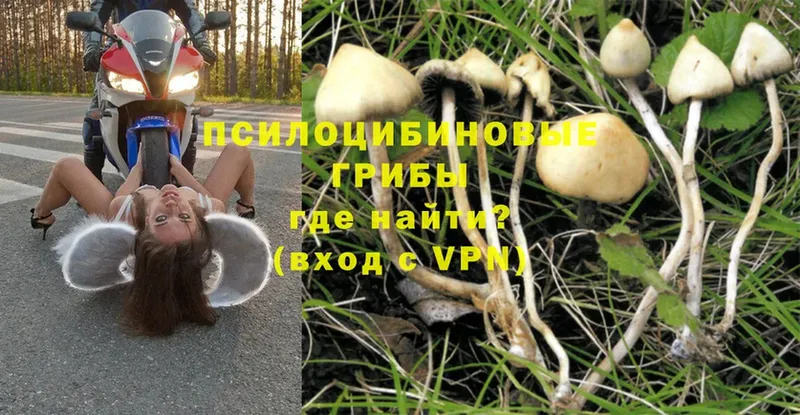 Галлюциногенные грибы Cubensis  купить   Суровикино 